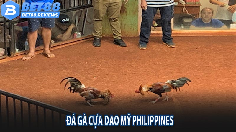 Đá gà cựa dao Mỹ Philippines