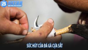 Sức hút của đá gà cựa sắt